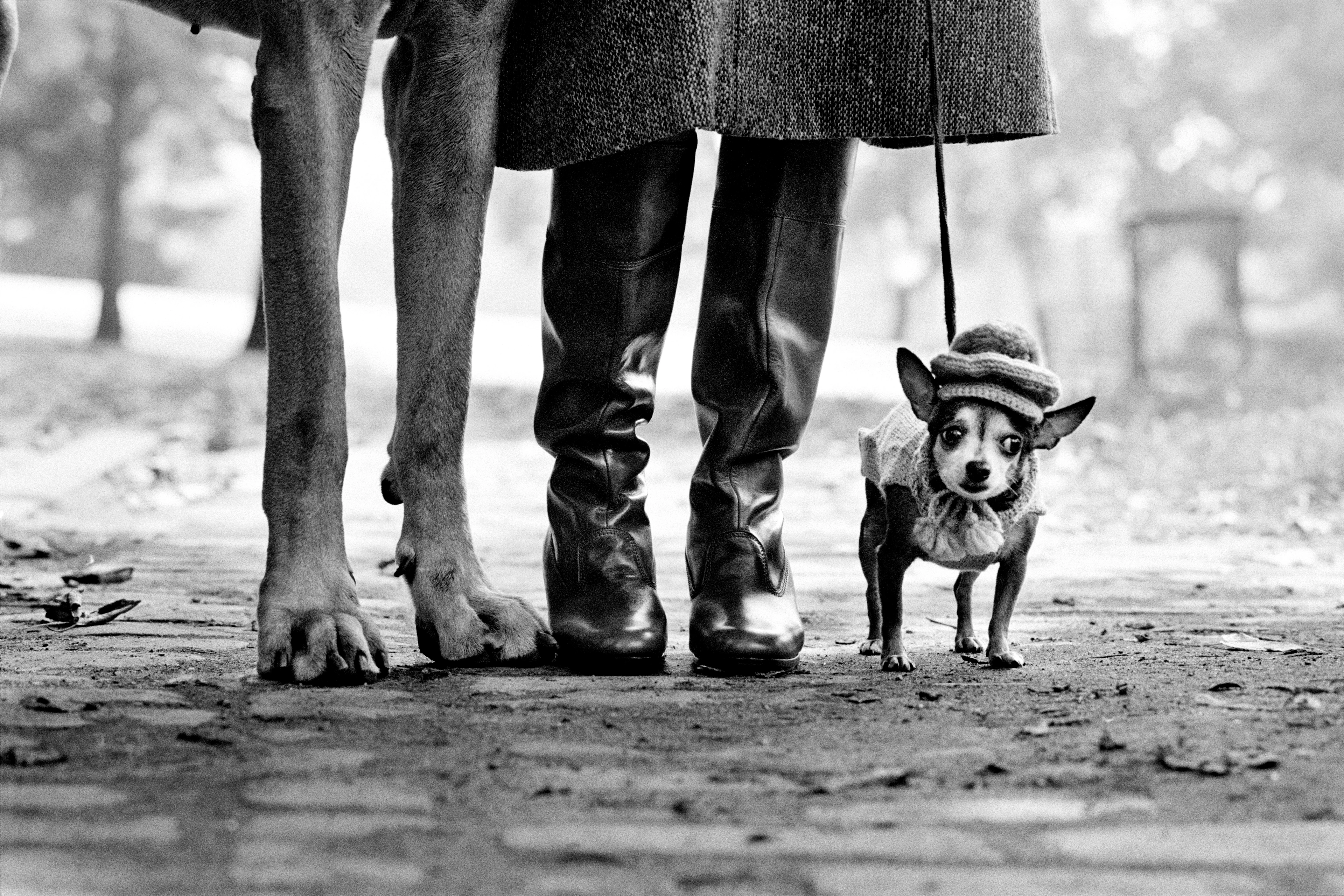 Black-and-white image, a pair of human feet and a pair of dog feet, next to them a small dog wearing a hat on a lead