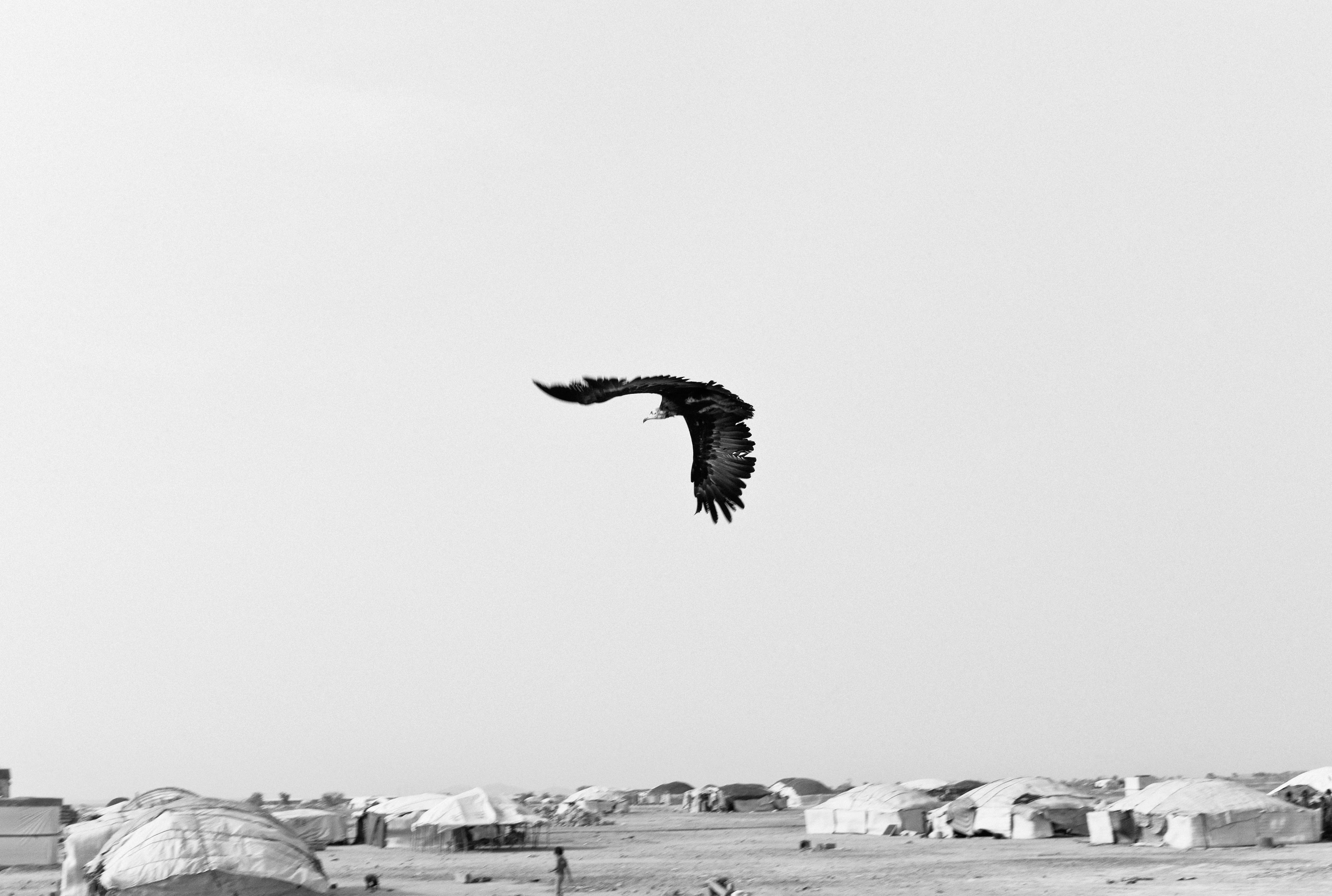 A large bird of prey flies over a vast cluster of tents and refugee shelters stretching to the horizon.