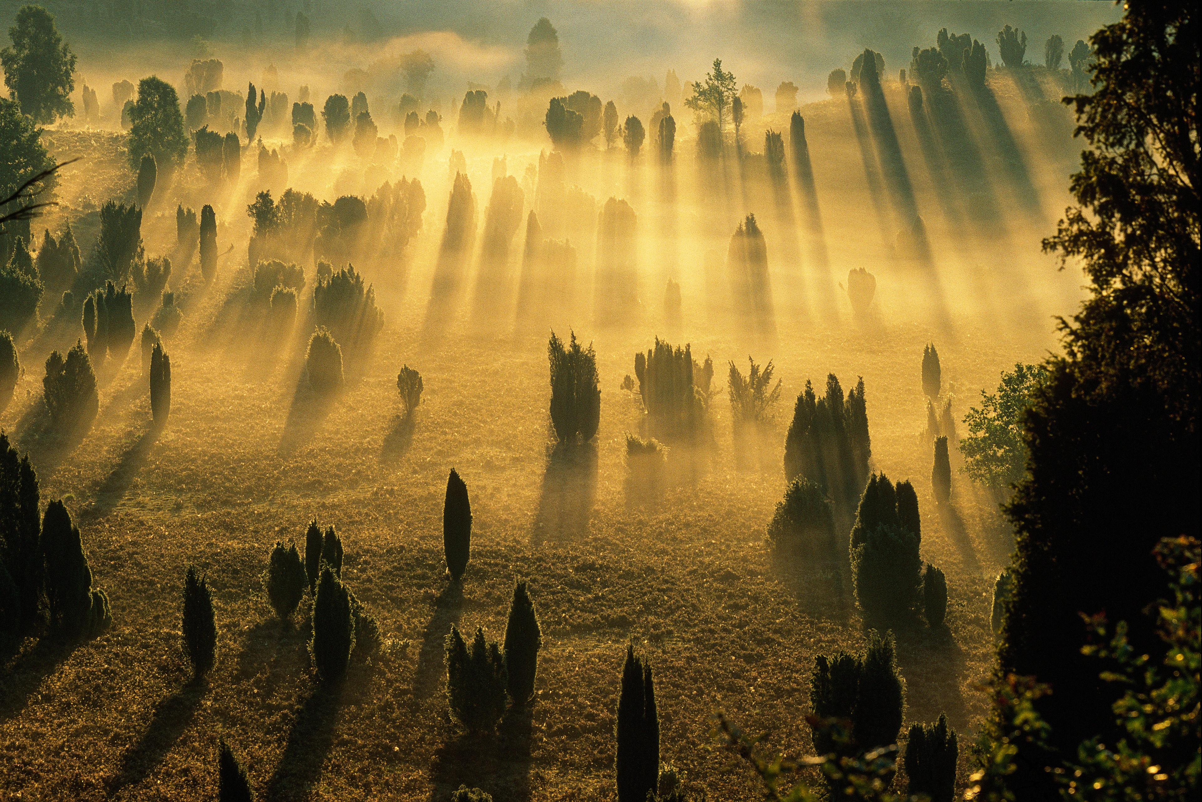 Un campo inondato di luce dorata sul quale si ergono alberi sparsi, che nella leggera nebbia proiettano ombre meravigliose.